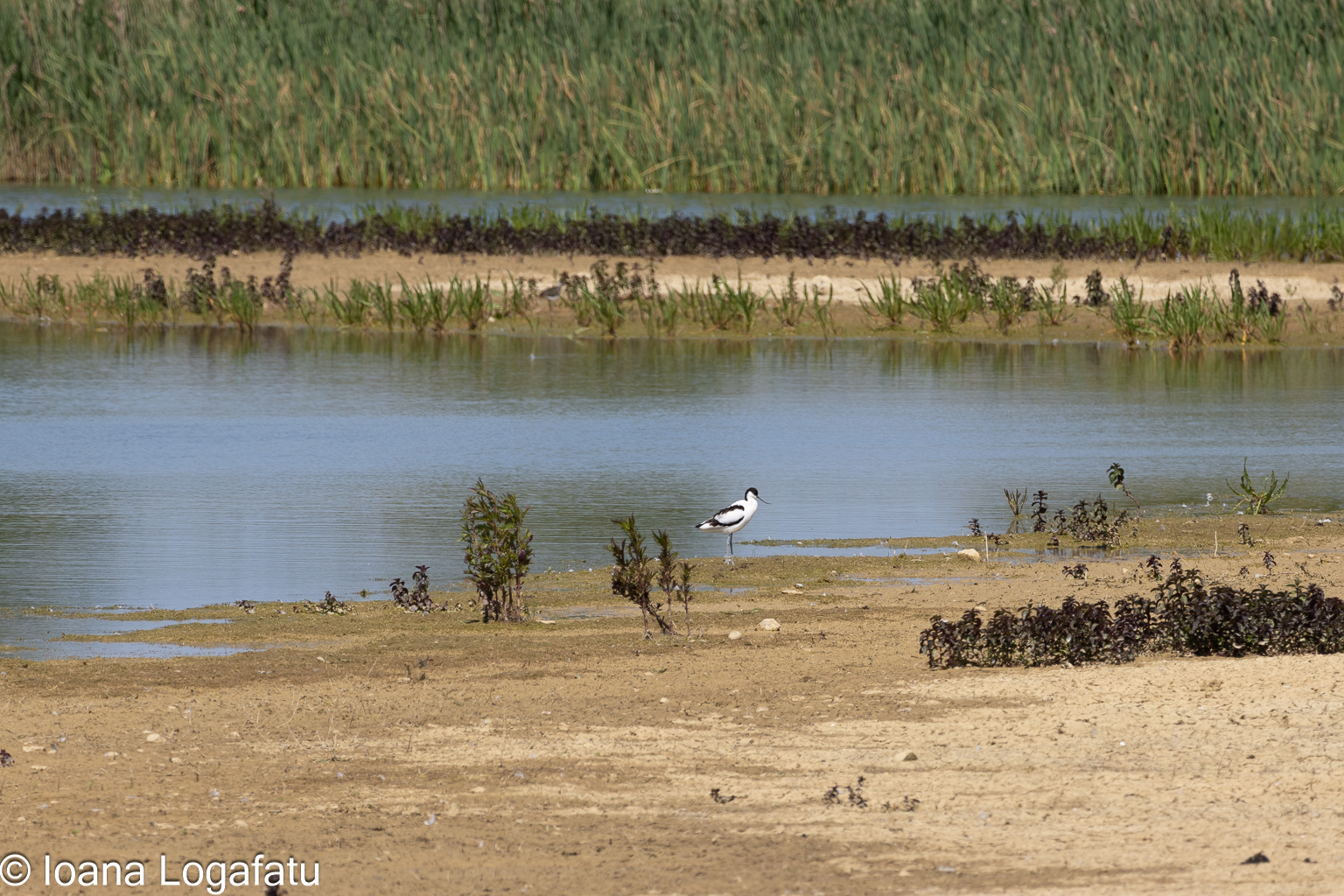 Bird walking along the serene water's edge